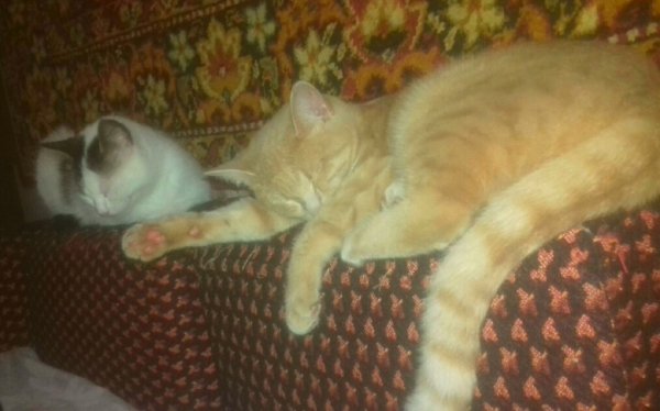 Spjaschie krasavicy-vps404.strip2.co