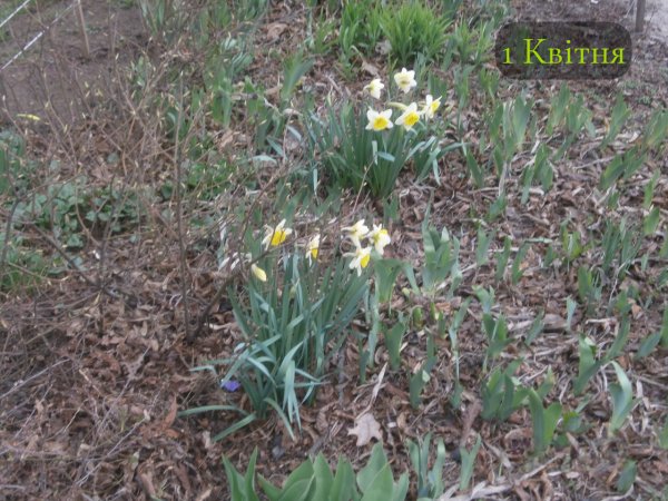1 Квітня
