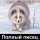 На SMS - Египетский СМС
