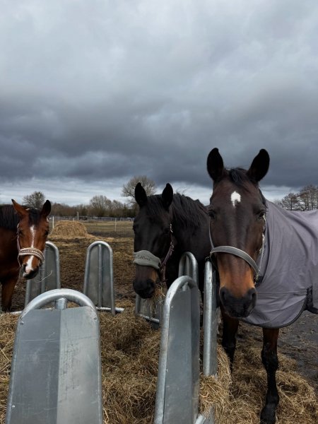 MEDIA # OF HORSE