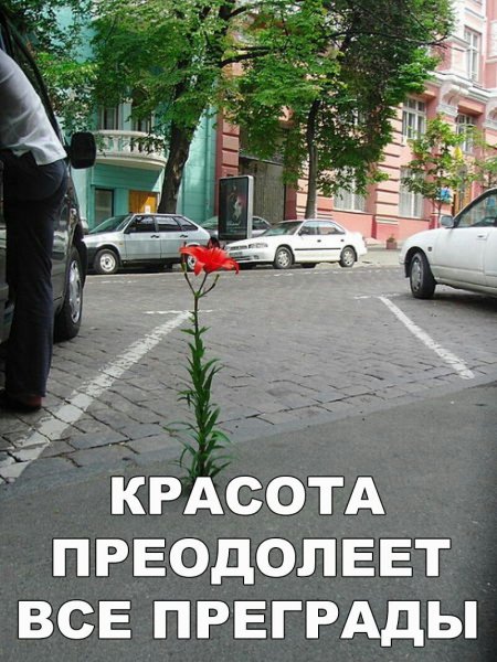 Красота