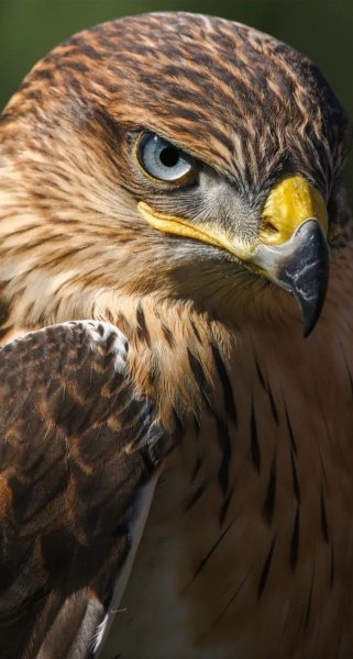 Животный Мир