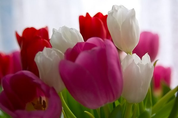 Тюльпаны разных цветов