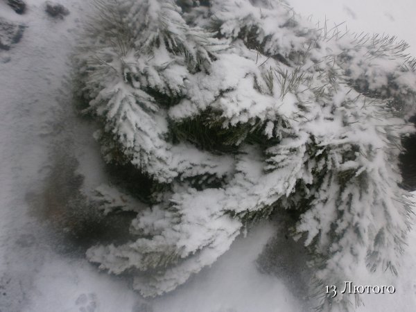 13 Лютого