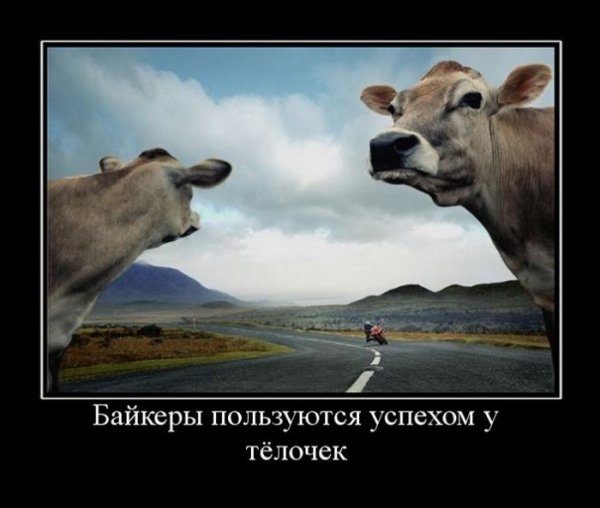 У телочек
