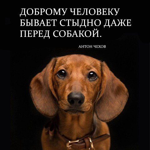Стыд