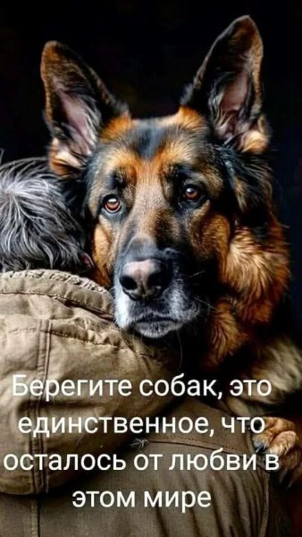 Берегите собак...