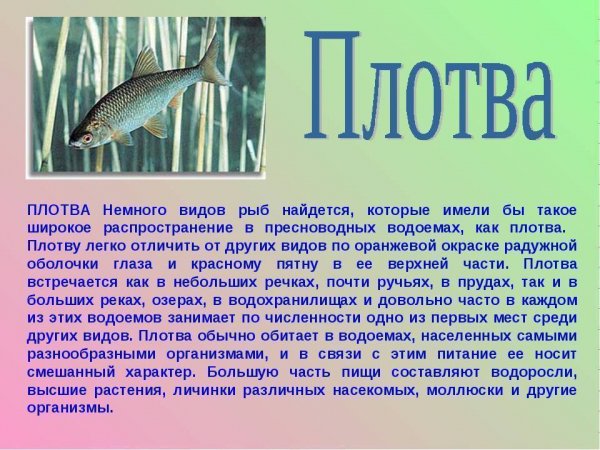 Плотва