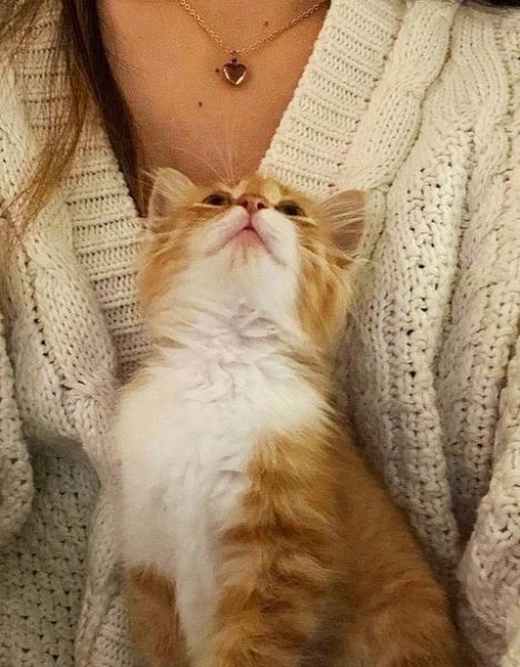 Кошачье мурлыканье массаж для души