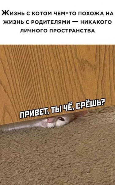 КотЭ)