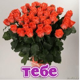 розы