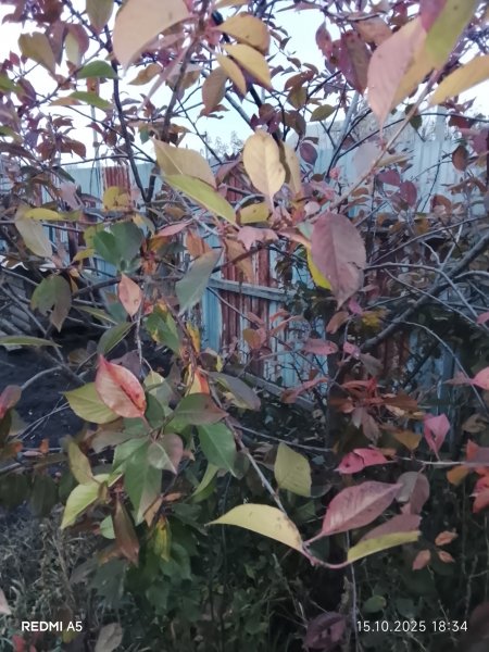 picture_398632841