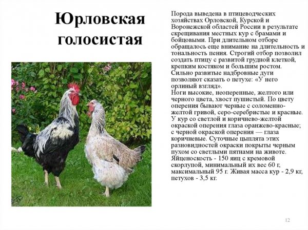 Kury-jurlovskie-golosistye