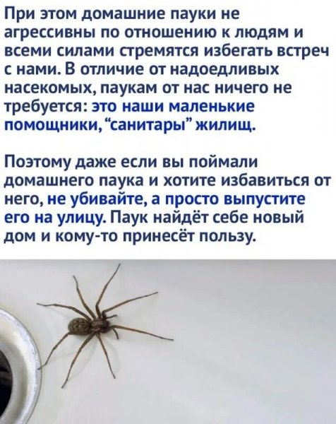 Домашние пауки