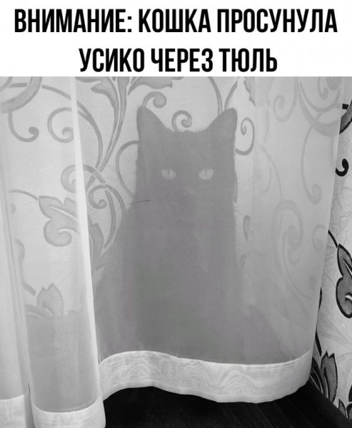 92b8d6ef7a bolshaja-podborka-veselyh-kartinok-i-memov-3