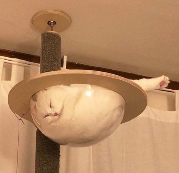 cats6