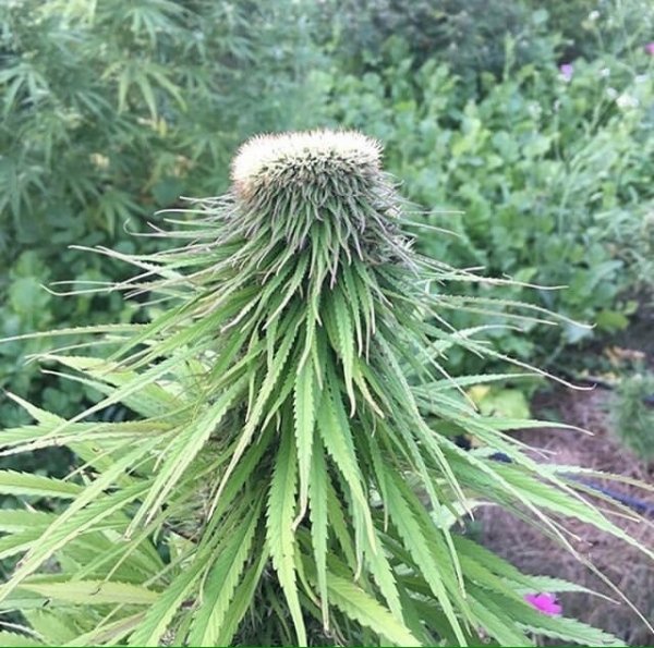 White Widow