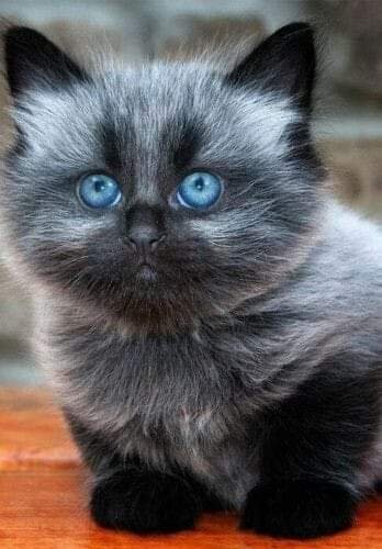 11-18-32-217605464 843861072915676 659035540574915059 n