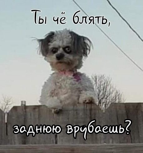 Непонил