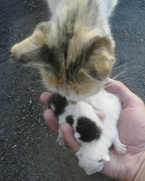 Кошка и котята