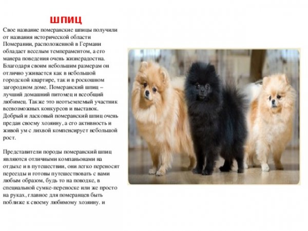 Шпиц
