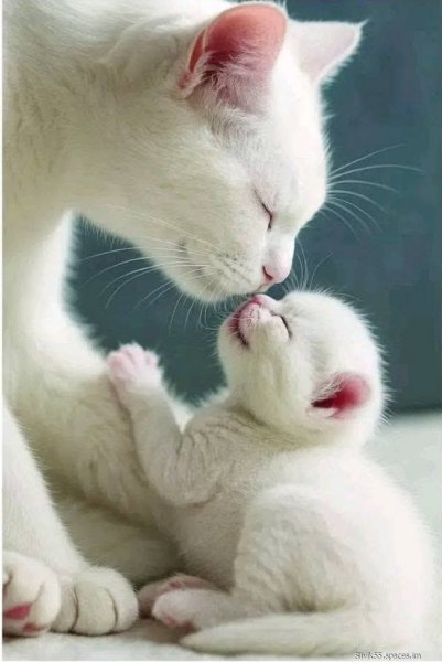 Мамина любовь