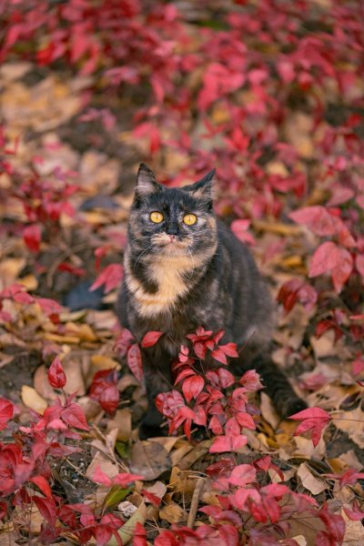 61ea713aea8e45e074caa715ff102ad8