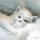 file_23787491