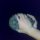 Wolverine Adamantium Rage (eng)