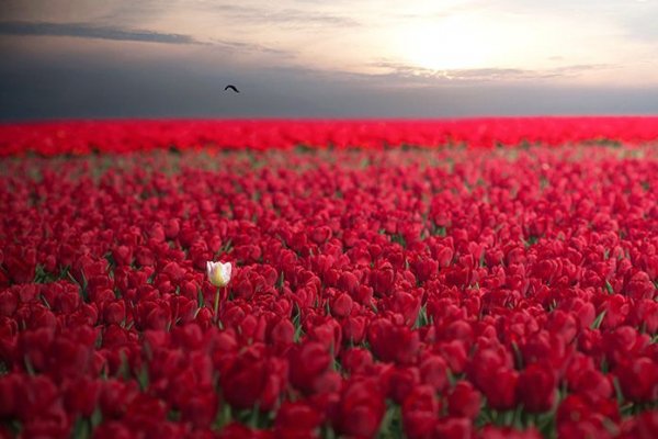 Единственный