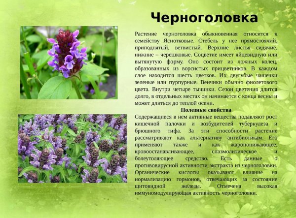 Черноголовка