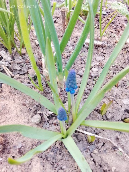 Мускари первоцветы