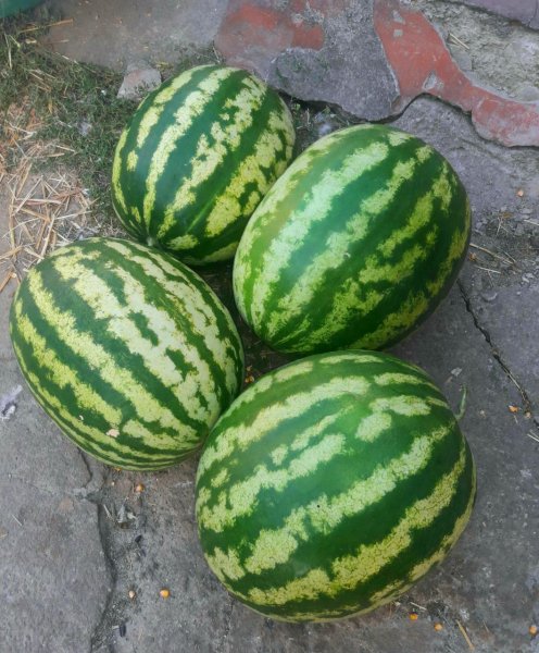 IMG 20240826 203714 897