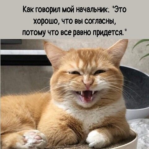 КотЭ)