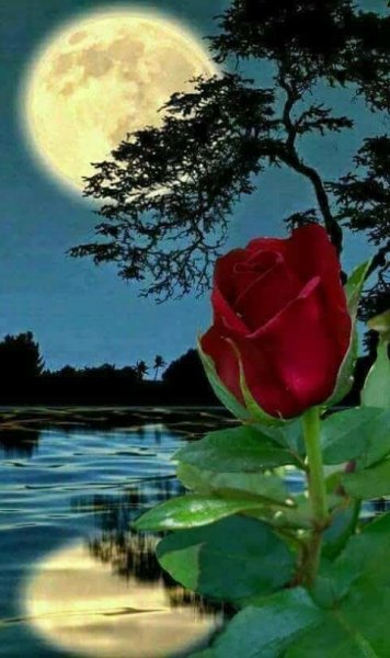 Ночная роза