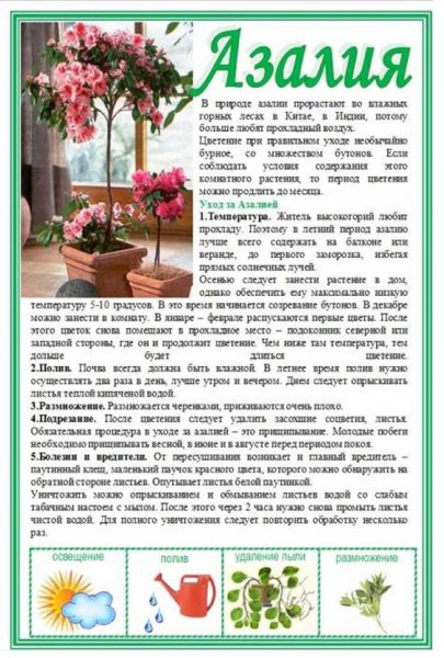 Азалия