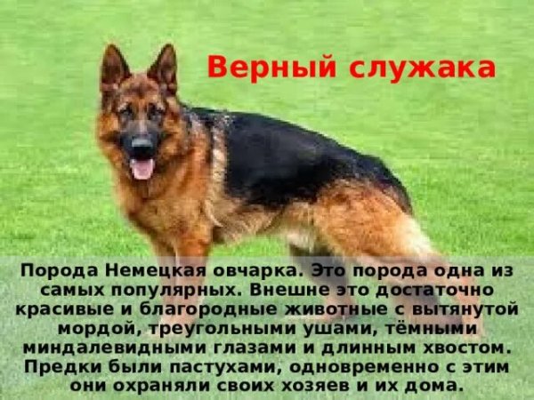 Немецкая овчарка