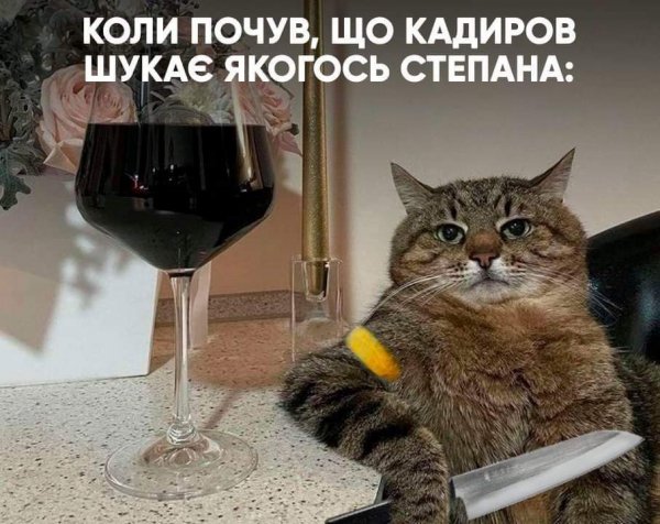 Кадыров-кот-Степан-песочница-политоты