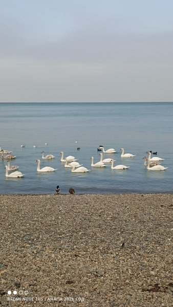 Анапа. Лебеди на галечном пляже
