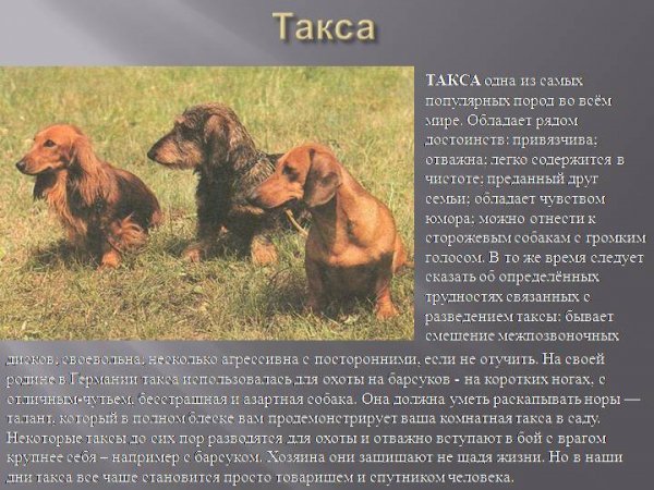 Такса