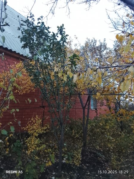 picture_398632549