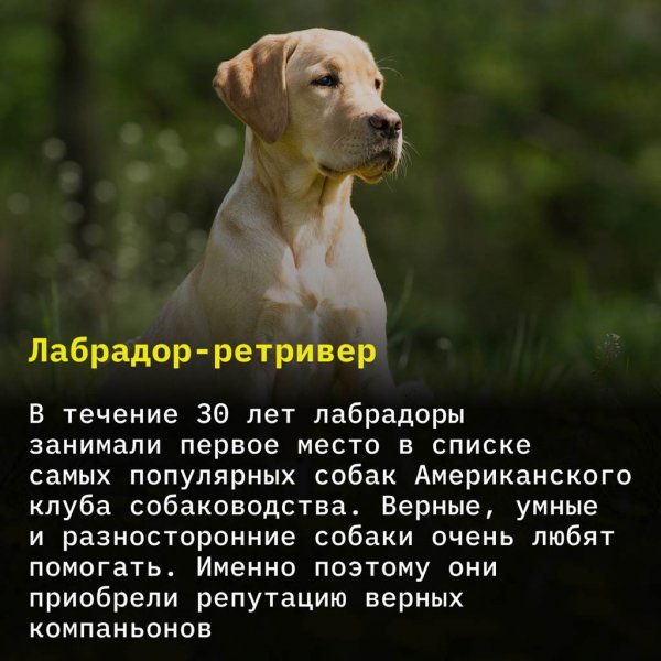 Лабрадор - ретривер