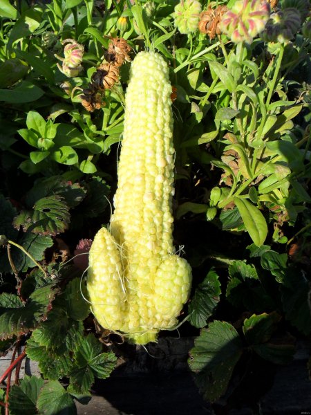 Harvest