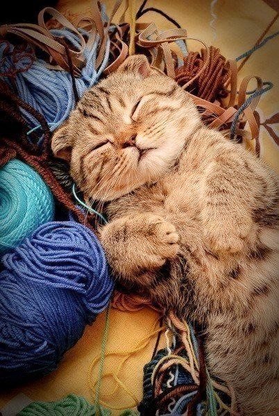 котенок