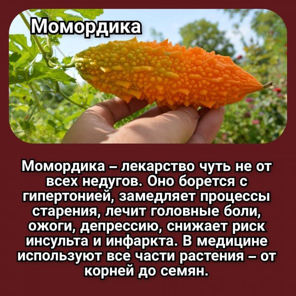 Момордика