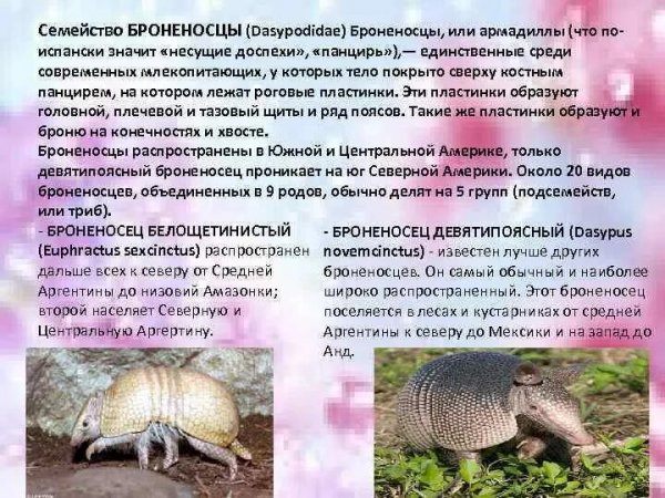 Броненосцы