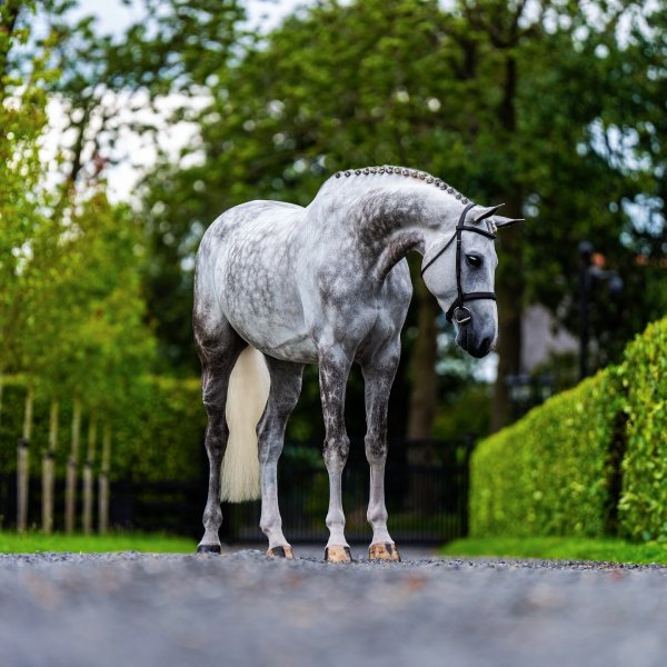 MEDIA # OF HORSE