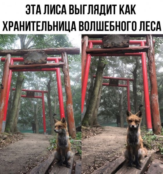 sbornik-prikolnyh-kartinok-i-zabavnyh-kommentariev-6