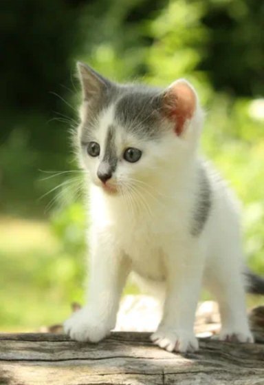 Котята~02