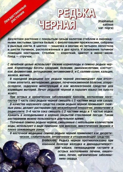 Серная редька